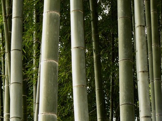 Bamboo Forest In Japan