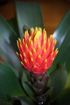 Bromeliad Flower