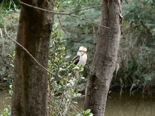 A Kookaburra Looking Back