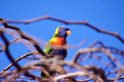 Australian Lorikeet