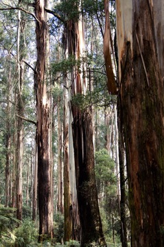 Trees in Australian Bush